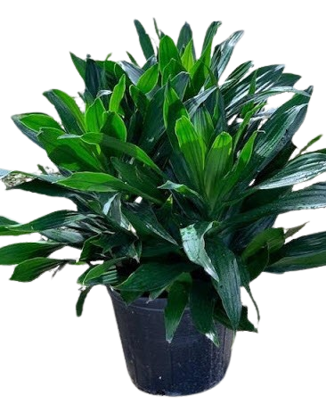 Dragon Green Jewel